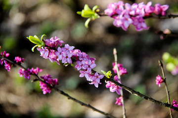 Beautiful flowers on a branch