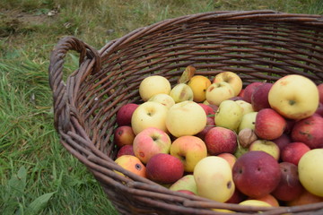 Fallobst in einem Garten
