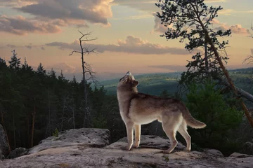 Photo sur Plexiglas Loup un loup solitaire de la montagne chante sa chanson