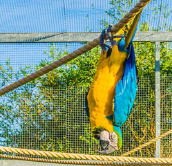 animal bird portrait of a funny macaw parrot hanging upside down on a rope © Charlotte B