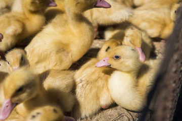 Yellow duck in a box from metal net for sale on a fair. Incubator ducklings for sale. Agriculture. Farming.
