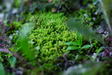 スナゴケ（Racomitrium japonicum）	