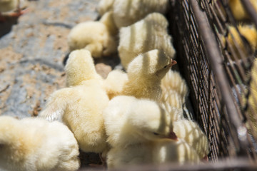 Baby chicken, small and very beautiful yellow chicks are placed in metal net cage box for sale on a fair. Incubator chickens for sale. Agriculture. Farming.