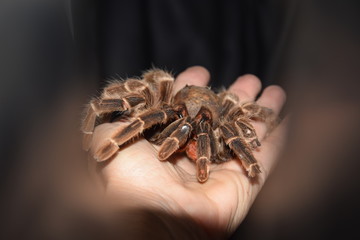 Große Vogelspinne auf einer ausgestreckten Hand