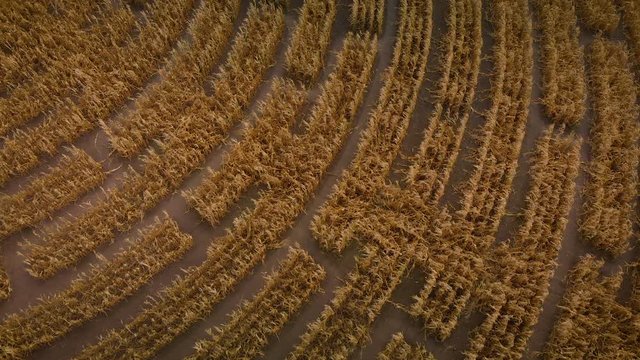incredible cornfield maze made to promote agriculture activity (aerial)