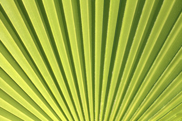 Obraz premium Leaves of a palm tree in close-up