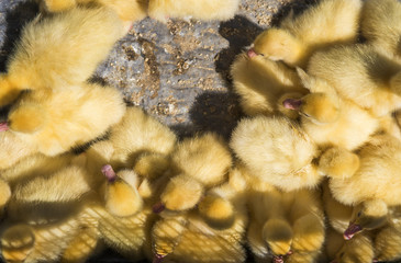 Yellow duck in a box from metal net for sale on a fair. Incubator ducklings for sale. Agriculture. Farming.
