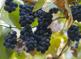 The berries of red grapes ripened in the autumn.
