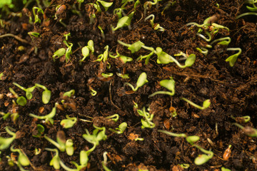 young sprouted grains, sprouts, microgrin in the ground