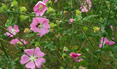 Pink flowers of the marshmallow blossomed in the spring. The bee collects honey from them.