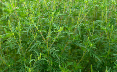 Ambrosia thickets grew in summer.