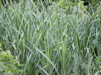 Thick thickets of cattail grew in the summer.