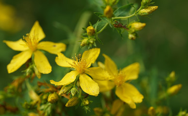 St. John's wort flowers blossomed in the spring.