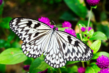 Fototapeta na wymiar Rice Paper Butterfly on small purple flowers
