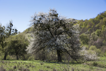 Flowers of wild pear trees blossomed in the spring.