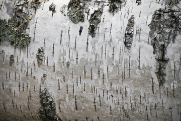 Birch bark surface background image. Natural woodland background. Autumn background.