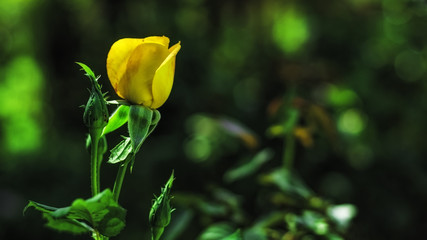 isolated yellow rose - dark bokeh background