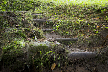 Path in the woods