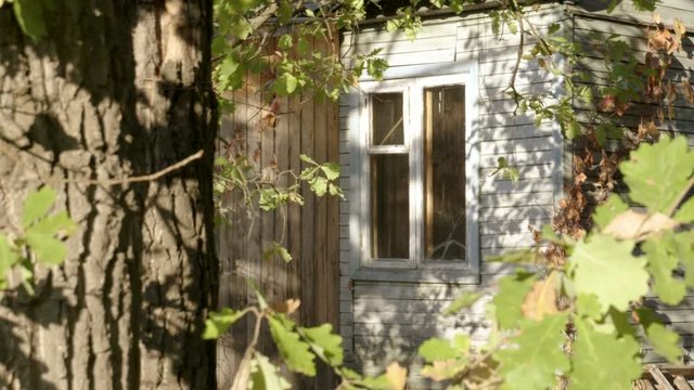 Exterior view of old wooden house in mixed forest. Slow motion. HD