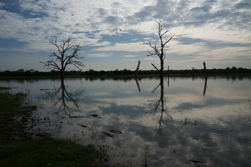 Udawalawe Reservoir with it's pictouresque sunken tree branches and dramatic clouds