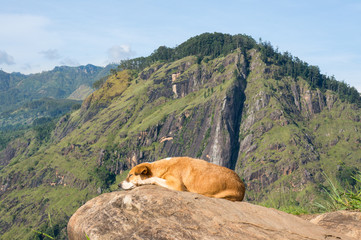 Dog enjoying a rest after hiking up to Little Adam's Peak on a Sunny Day in Sri Lanka