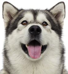 Malamute dog on white background
