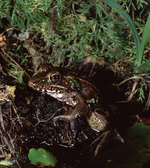 Southern Leopard Frog (Lithobates Sphenocephalus)