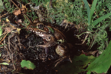 Southern Leopard Frog (Lithobates Sphenocephalus)