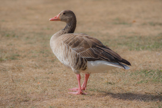 Ente im Ostpark