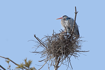 Great Blue Heron on its Nest