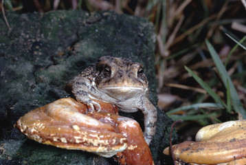 Southern Toad (Anaxyrus Terrestris)