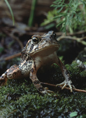 Southern Toad (Anaxyrus Terrestris)