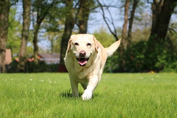 labrador is walking in the garden