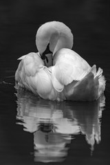Mute Swan