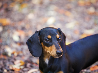 Dachshund dog autumn garden 