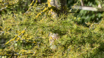 Branches et rameaux du mélèze d'Europe (Larix decidua) couvert d'aiguilles touffues et roussies en automne