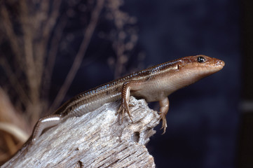 Southeastern Five-Lined Skink (Plestiodon Inexpectatus)