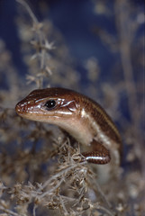 Southeastern Five-Lined Skink (Plestiodon Inexpectatus)