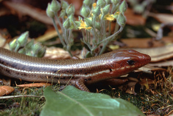 Southeastern Five-Lined Skink (Plestiodon Inexpectatus)