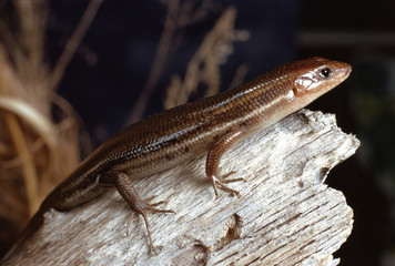 Southeastern Five-Lined Skink (Plestiodon Inexpectatus) © Liz