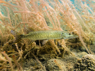 Nothern pike and water-milfoil water plants