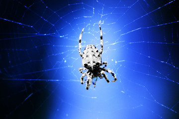 spider on a web matrix