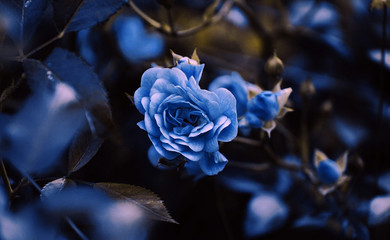 Blue paradise © Edyta
