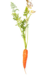 Fresh ripe carrots on a white background