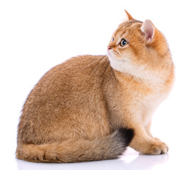 Portrait of a smooth-haired straight Scotch cat on a white © serkucher
