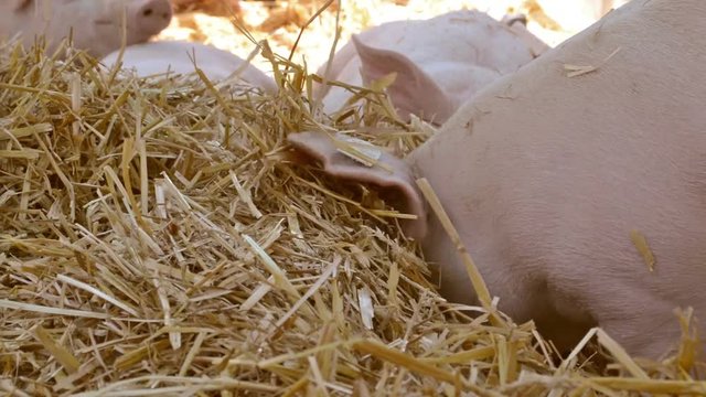 Pig farm, little pigs laying in hay