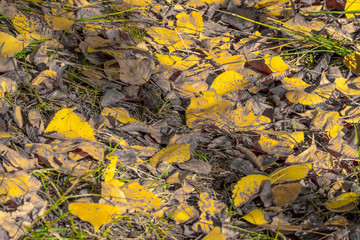 Yellow poplar leaves.