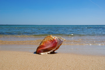 Fototapeta na wymiar big seashell on the beach of the Caribbean sea. seashell lies in clear water on sand