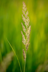 Branch with seeds on grass in nature