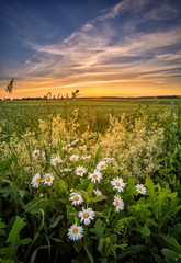 Blossom daisies in a meadow at sunset background.